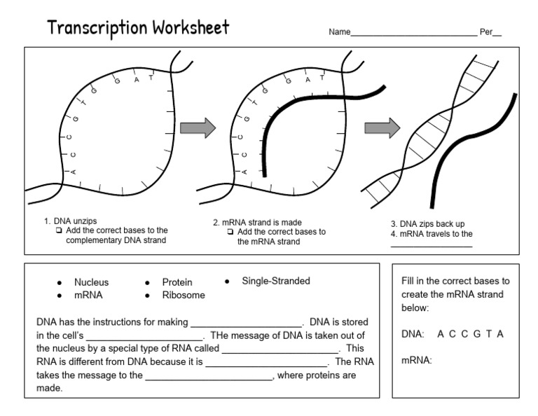 TranscriptionWorksheet 1 | PDF
