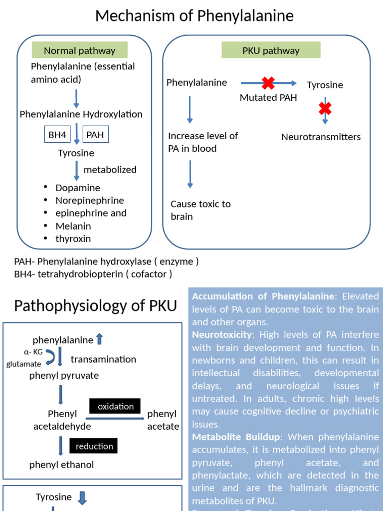 Pku 1 | PDF