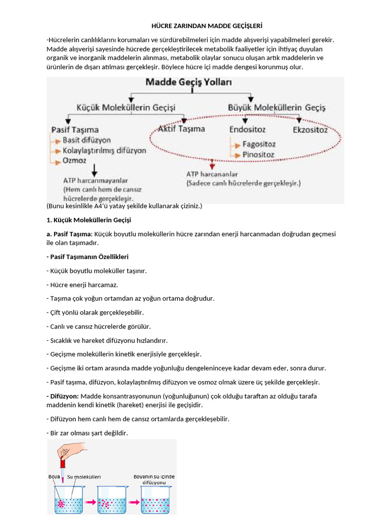 Hücre Zarı Madde Geçişleri | PDF