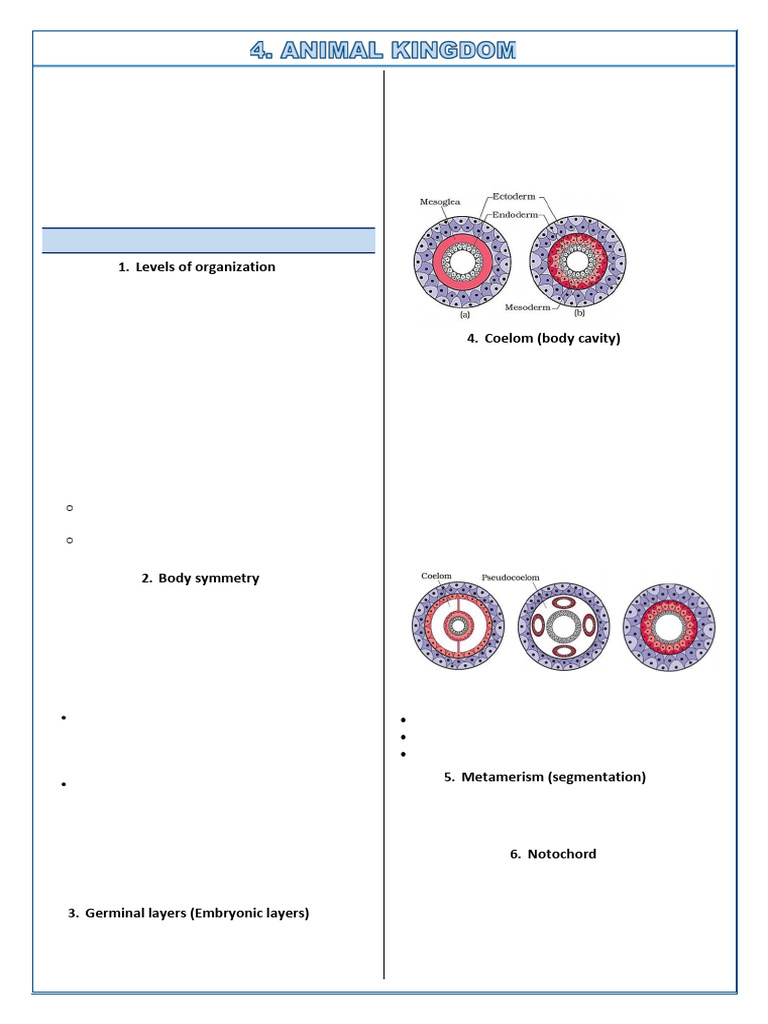Classification of Animal Kingdom Phyla | PDF | Mollusca | Vertebrates