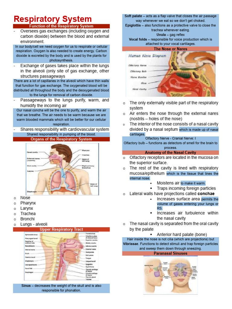 Respiratory System Overview | PDF | Respiratory System | Lung