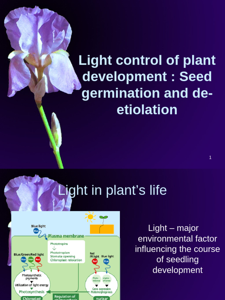Seed Germination | PDF | Seed | Auxin
