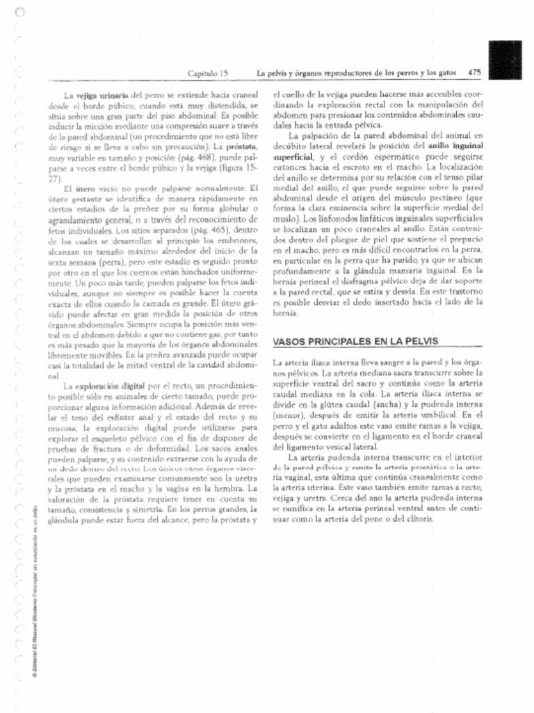 Anatomía Veterinaria De Dyce Segunda Parte Pdf