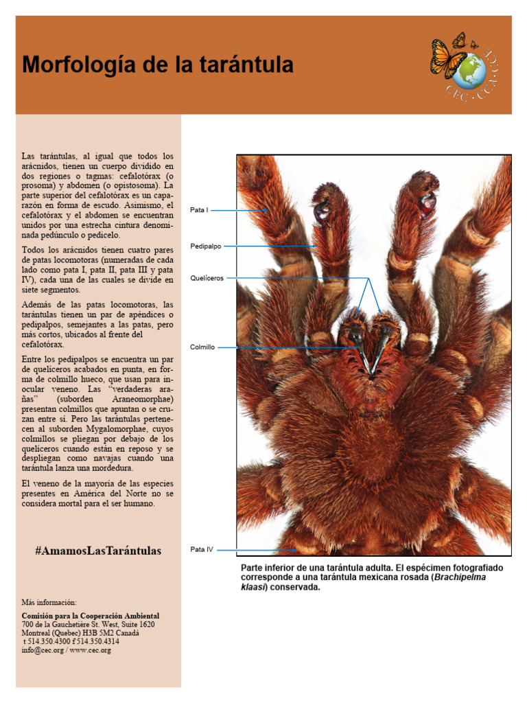 basic-tarantula-morphology-es | PDF