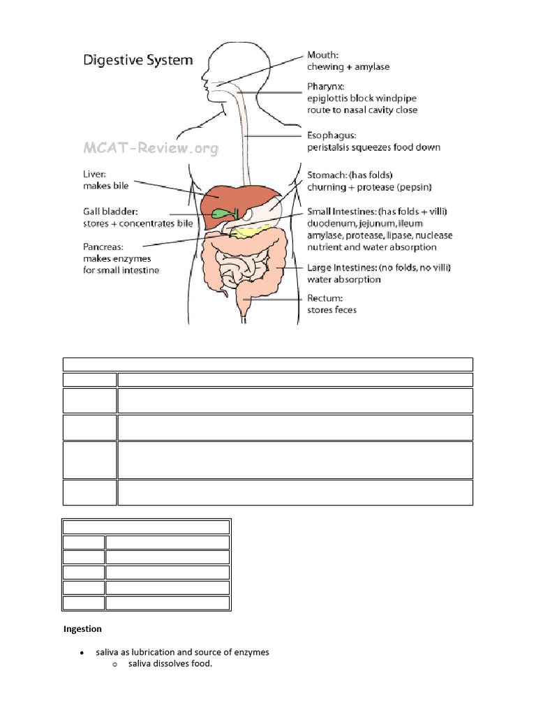 Digestive System Structure and Functions | PDF | Digestion | Stomach