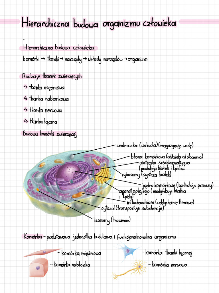 hierarchiczna-budowa-cz-owieka-pdf