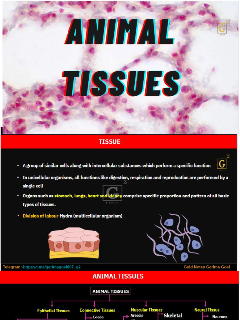 Gold Notes of Animal Tissue by Garima Mam | PDF