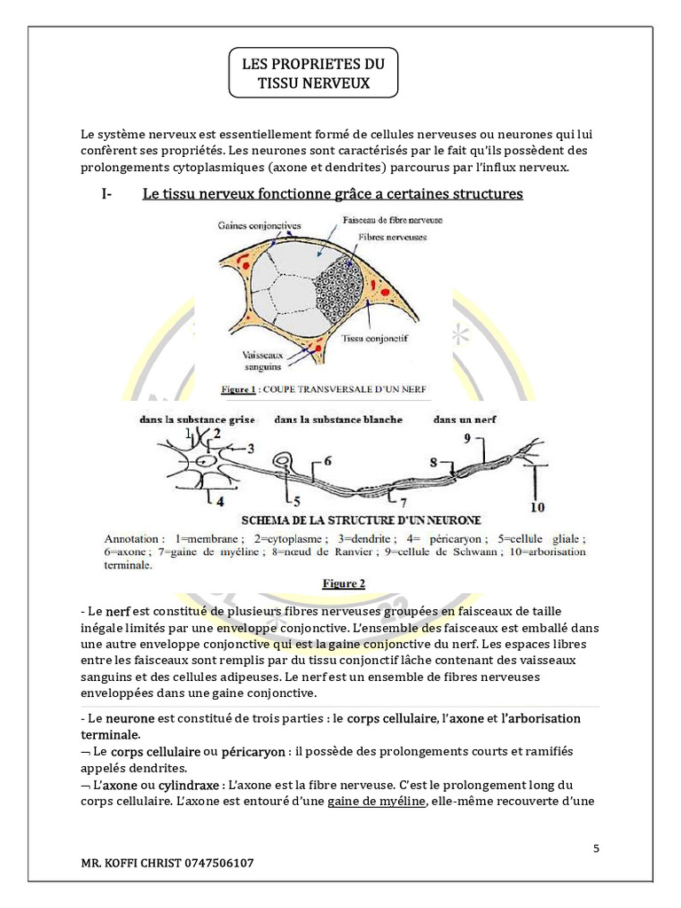 Propriétés et fonctionnement du tissu nerveux | PDF | Synapse ...