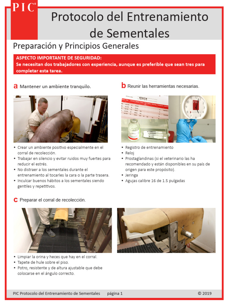 Genus PIC Boar Training Protocol SOP SPANISH | PDF