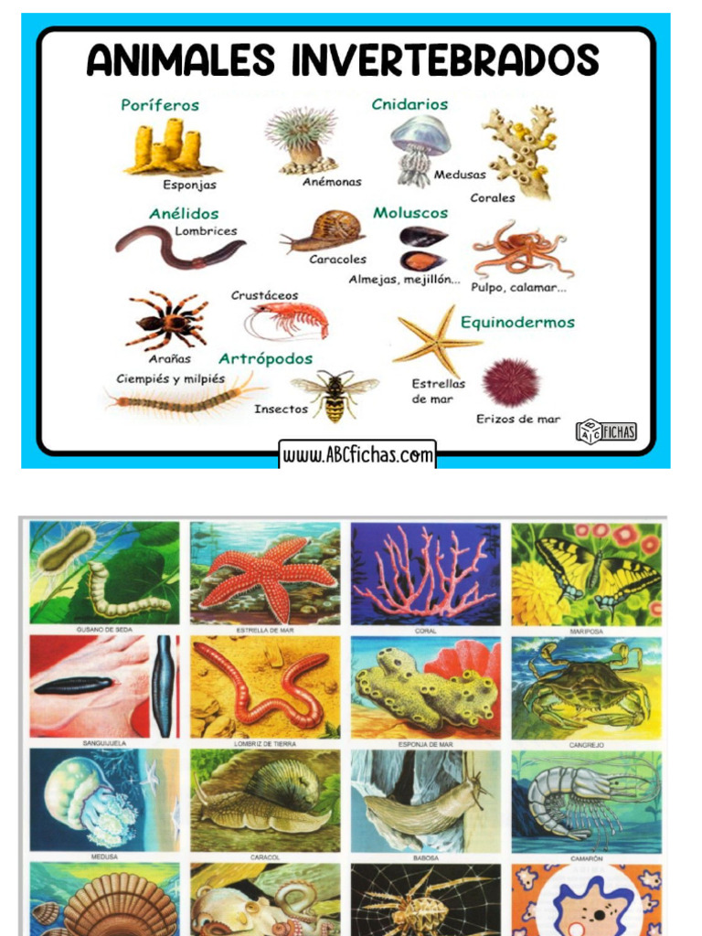 Animales Invertebrados | PDF