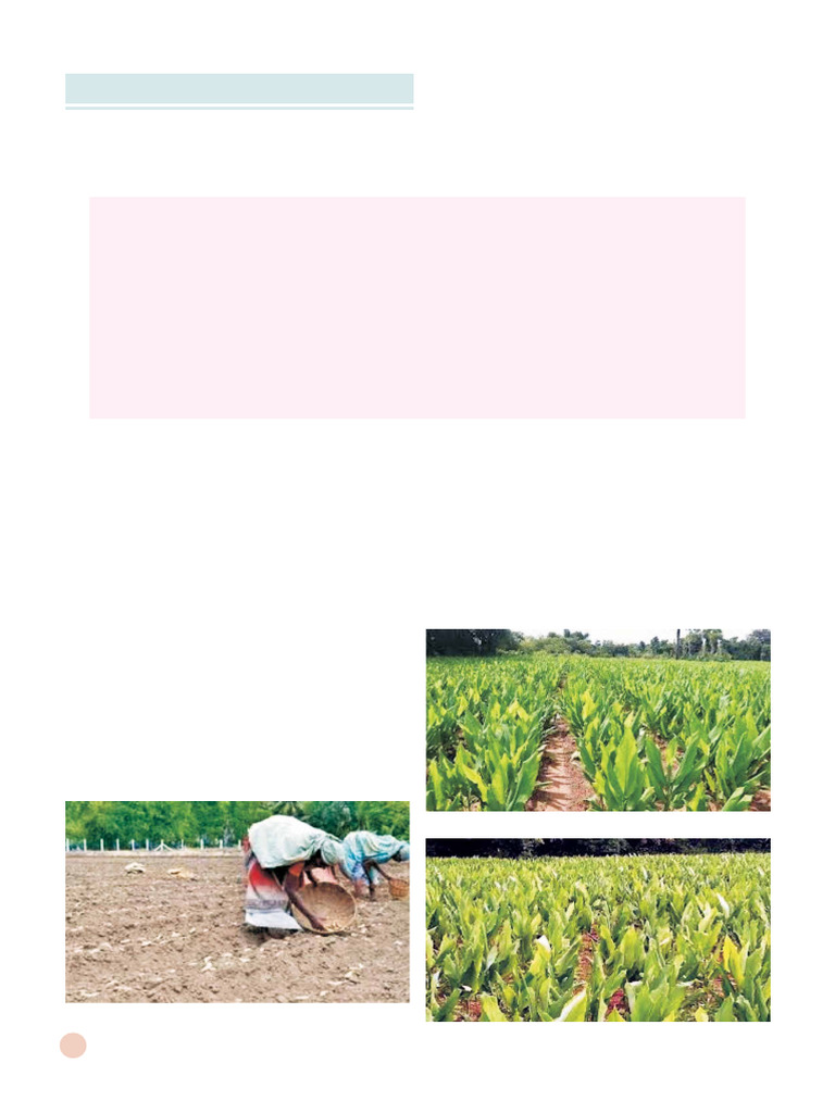 Ojsadmin,+17 Cultivating+Organic+Turmeric | PDF