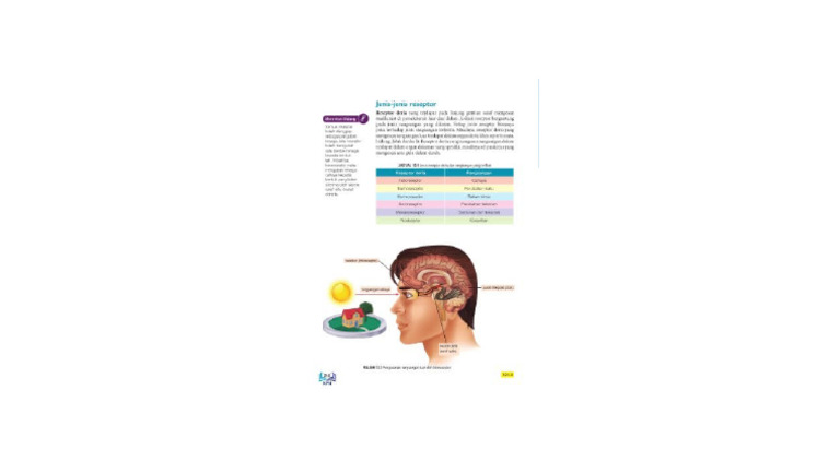 Jenis Reseptor | PDF