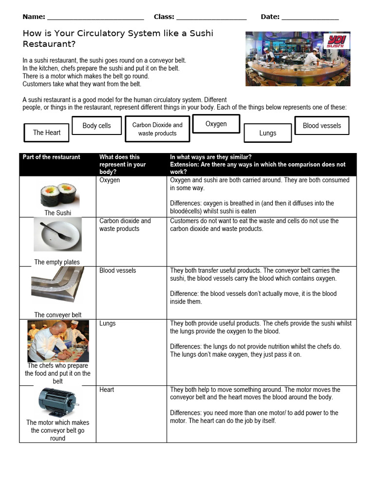 The Circulatory System Worksheet (Includes Extension) | PDF