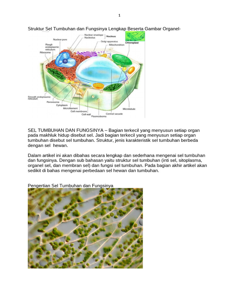 Struktur Sel Tumbuhan Dan Fungsinya Lengkap Beserta Gambar Organel | PDF