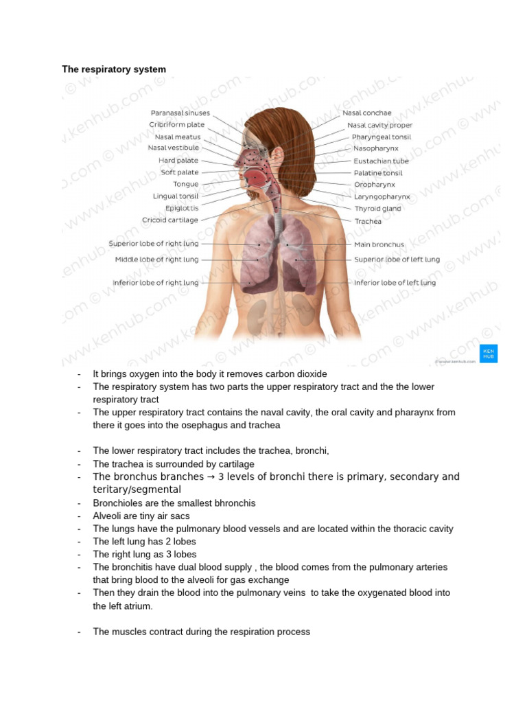Body Systems Notes | PDF