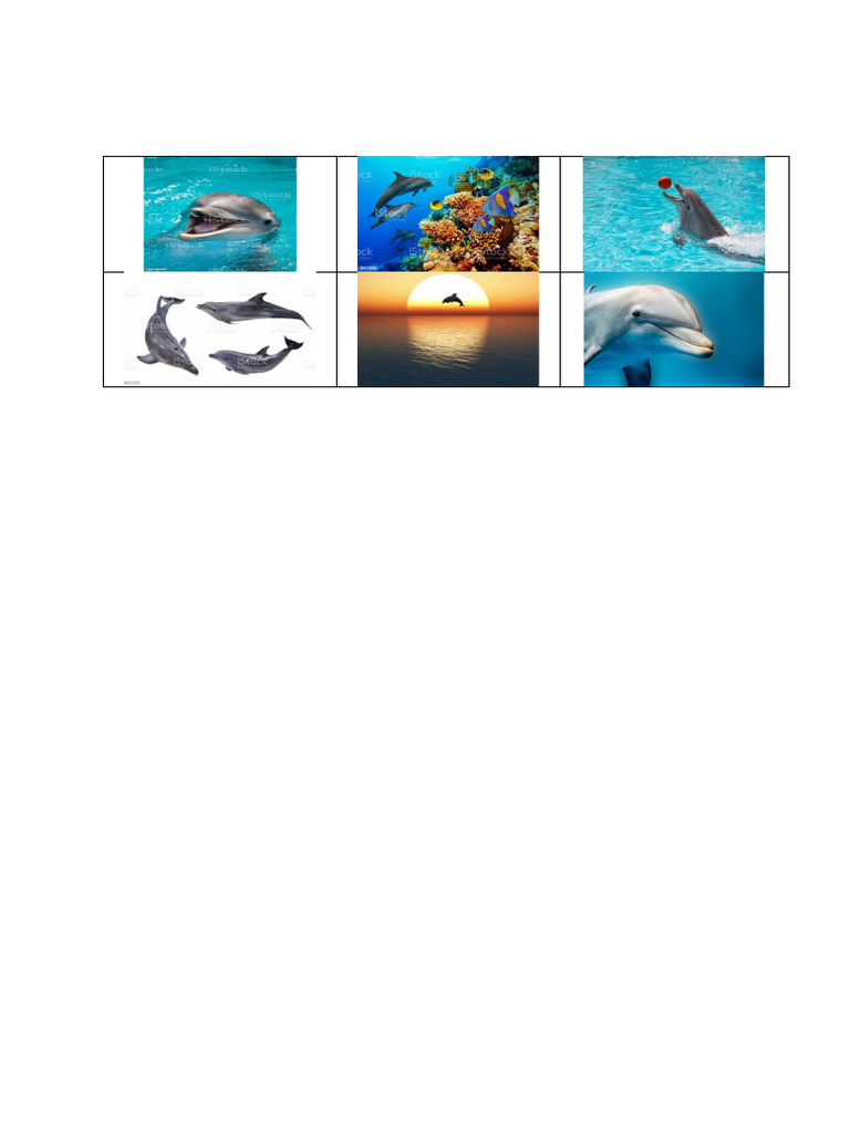 Dolphins | PDF