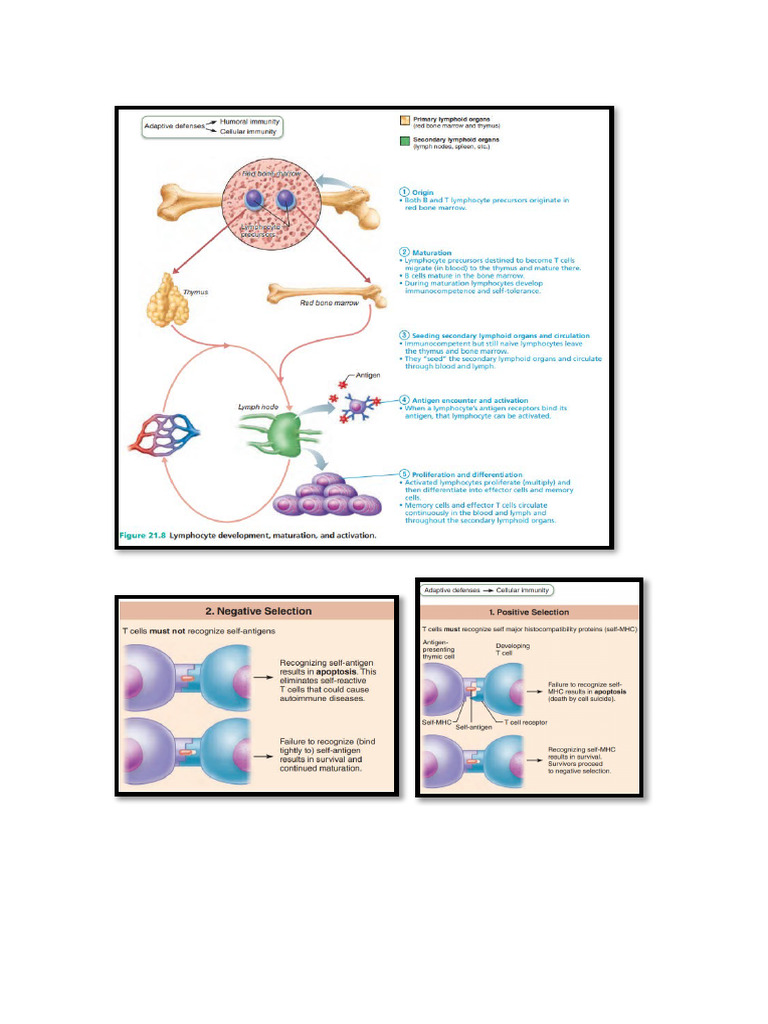 Lymph | PDF