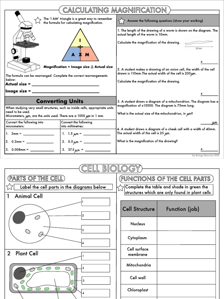 Bio Revision Sheets | PDF