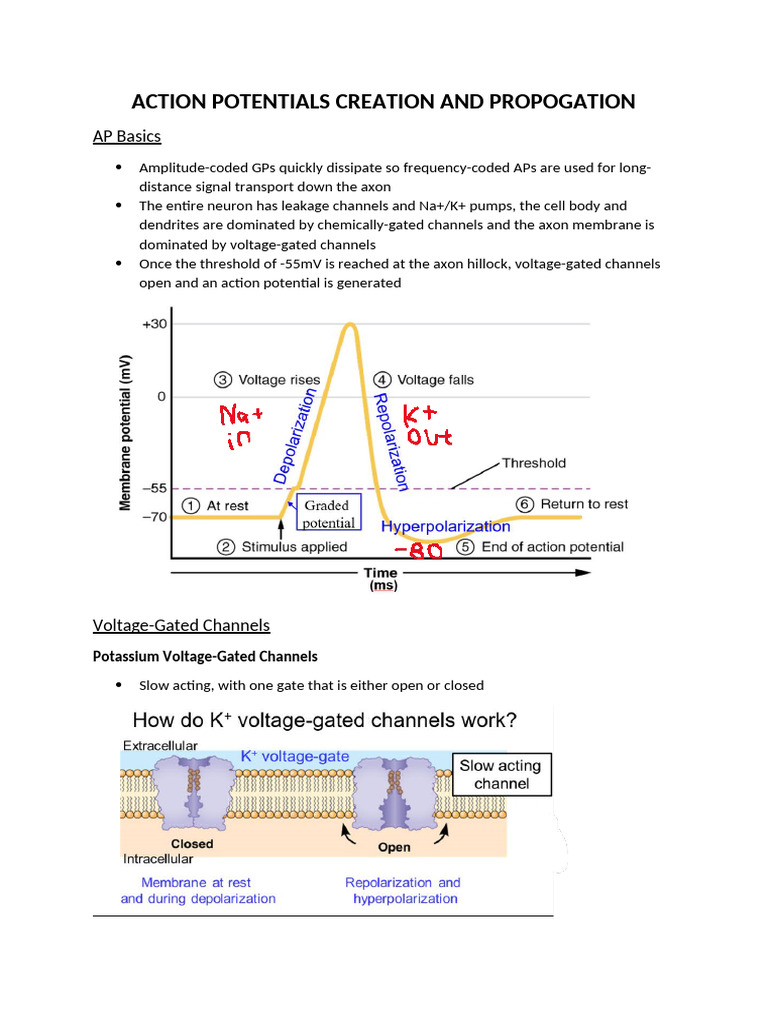 Action Potential: Creation & Propagation | PDF | Action Potential ...