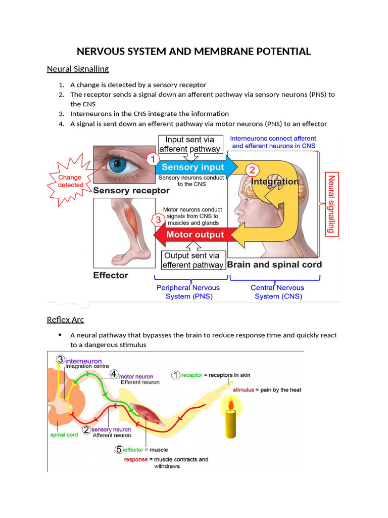 Nervous System and Membrane Potential | PDF