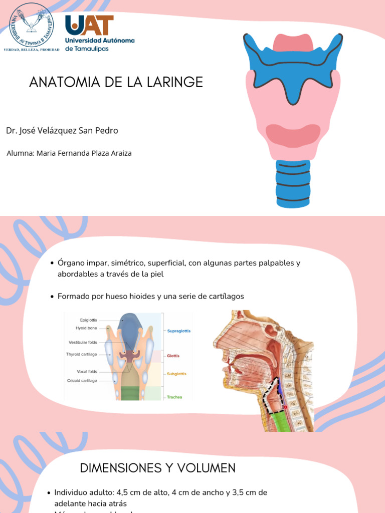Anatomia De La Laringe Pdf 2 Pdf