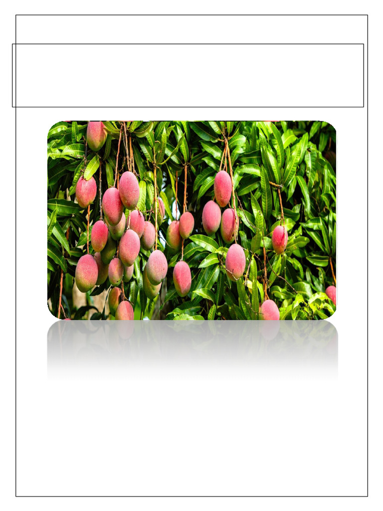 1565671005POP Mango in English PDF | PDF | Grafting | Mango