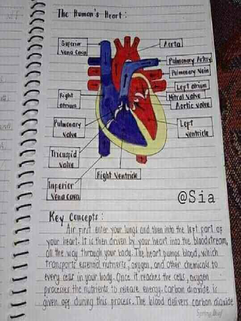 STRUCTURE OF HUMAN HEART NOTES visual data 7