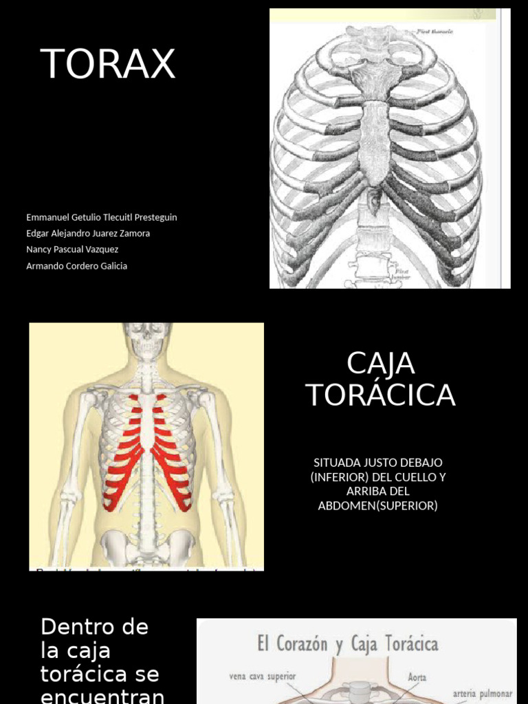 TORAX | PDF