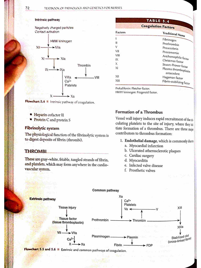 Elsevier Pathology | PDF
