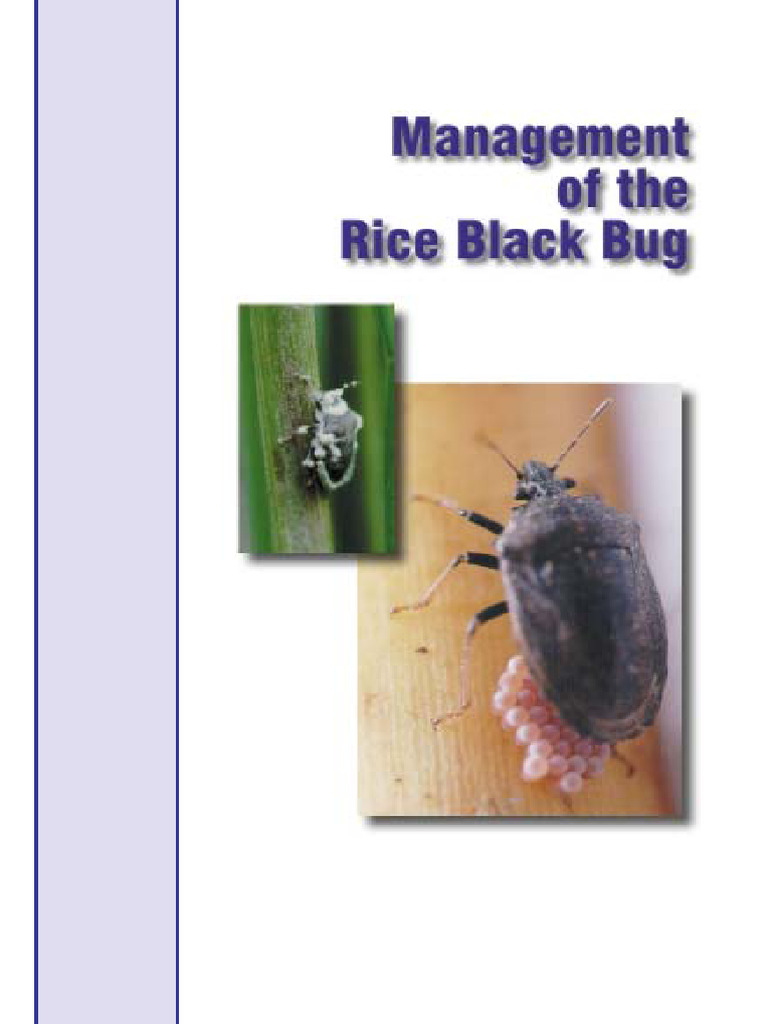 management-of-rice-black-bug | PDF