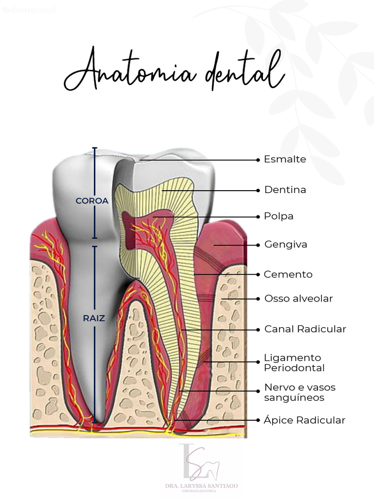 Anatomia Dental Pdf