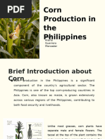 Corn Production Guide for the Philippines | PDF | Maize | Fertilizer