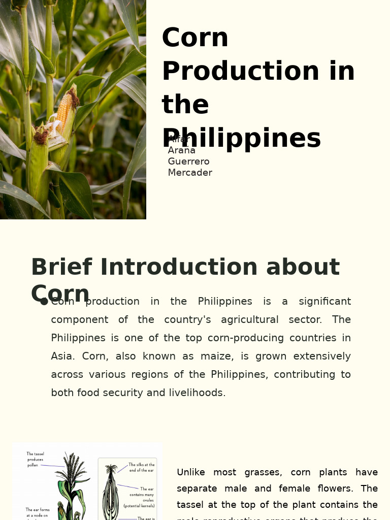 Corn Production Guide for the Philippines | PDF | Maize | Agriculture