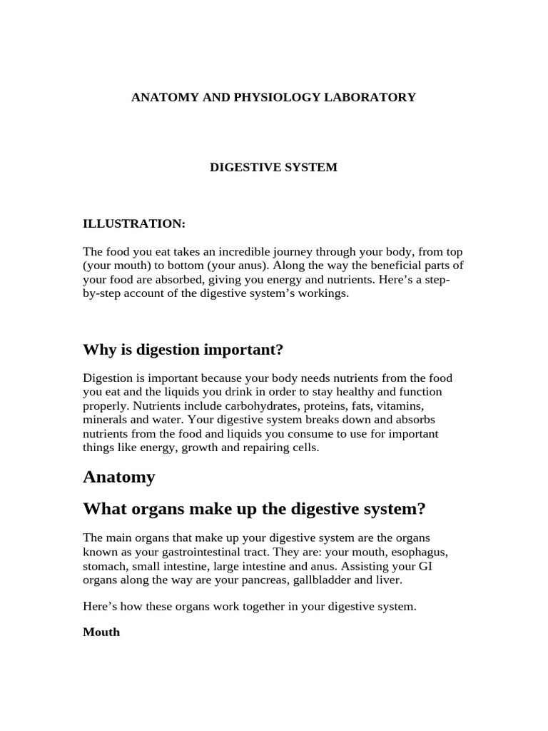 Digestive System | PDF