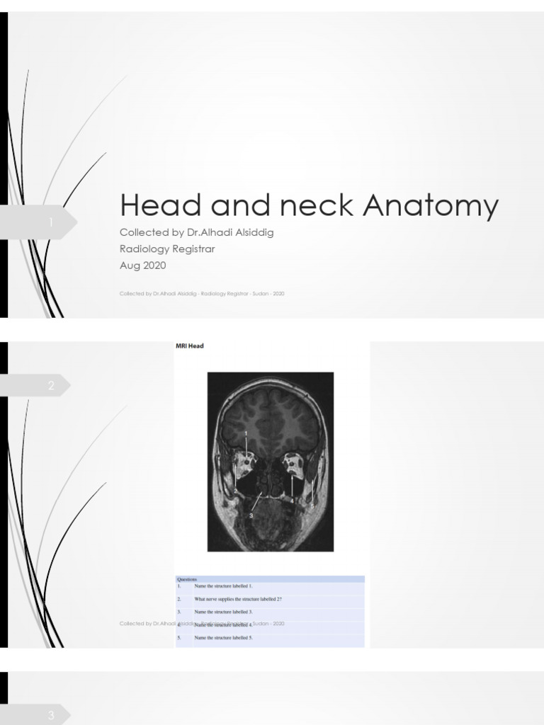 Head and Neck Anatomy Overview | PDF | Skull | Science & Mathematics