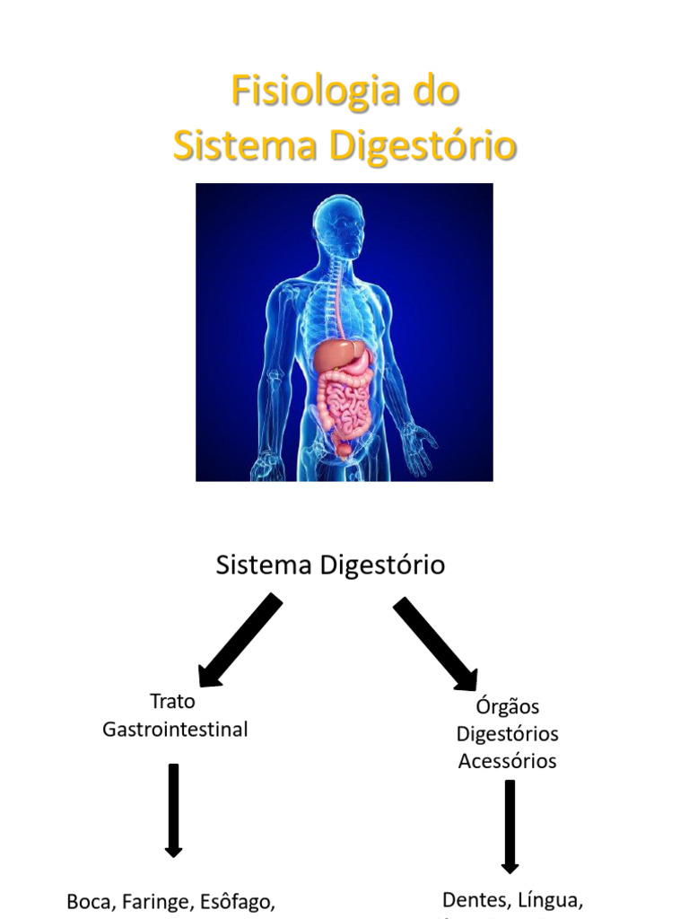 Sistema Digestório | PDF