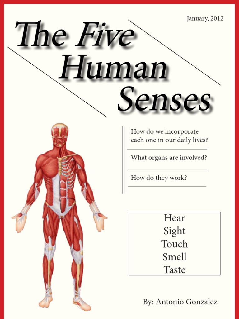 Understanding the Five Human Senses | PDF | Taste | Ear