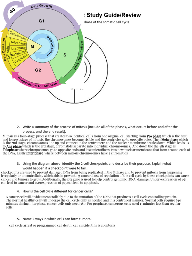 Kami Export - Disease Unit Study Guide 3 | PDF | Mitosis | Cell Cycle