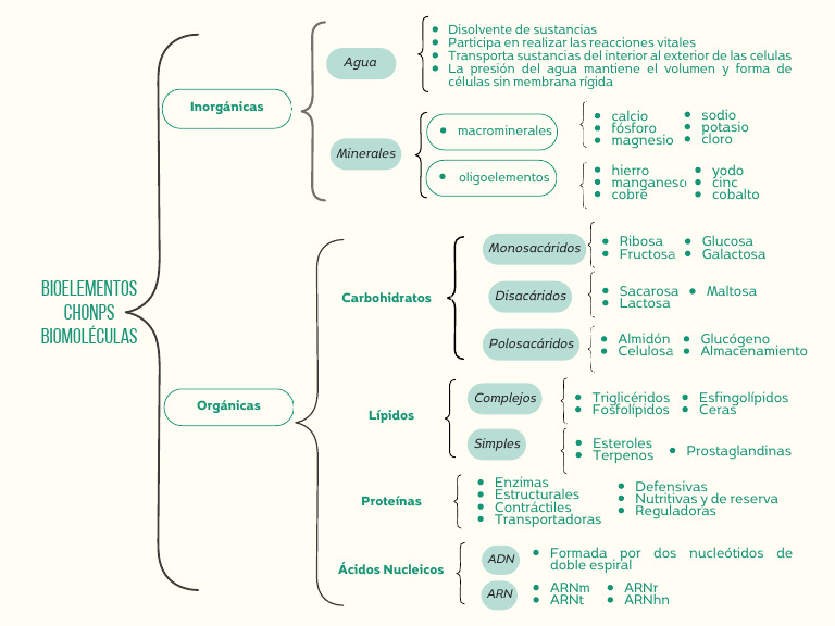 Cuadro Sinóptico de Bioelementos | PDF | Productos naturales ...
