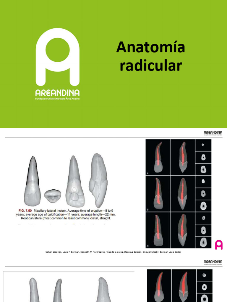 Anatomia Radicular | PDF