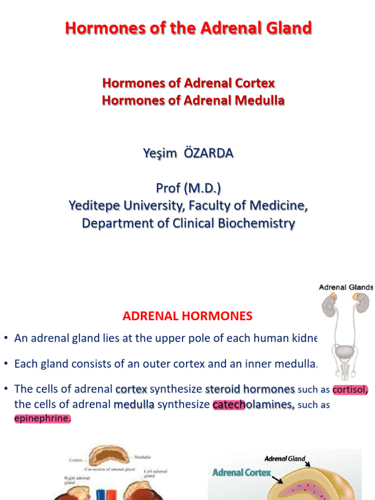 Hormones of The Adrenal Gland | PDF
