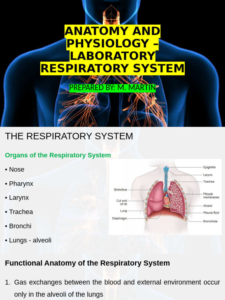 Respiratory System Lab Guide Pdf Respiratory Tract Respiratory System