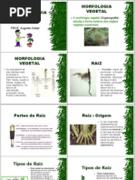anatomia vegetal