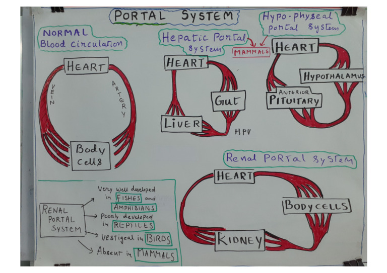 Portal Systems in Animals Charts | PDF