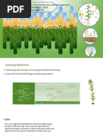 Corn Growth and Development Poster | PDF | Seed | Maize
