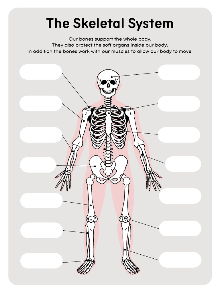 Skeletal System TSEAS | PDF