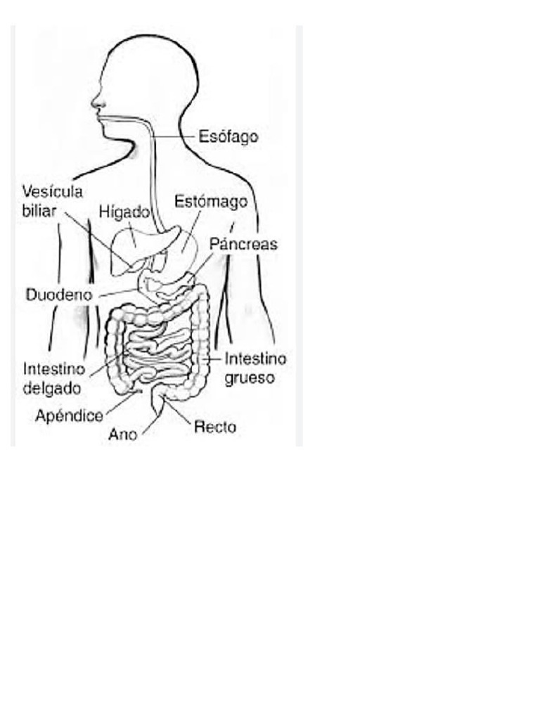 Sistema Digestivo Pdf