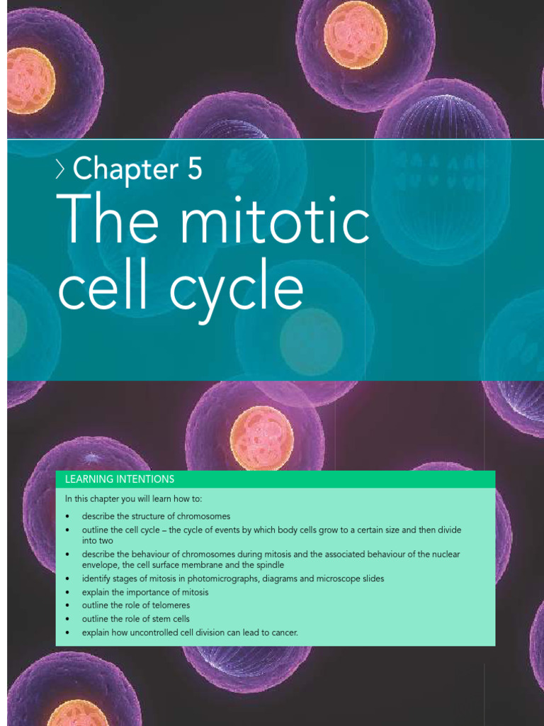 5 - The Mitotic Cell Cycle | PDF