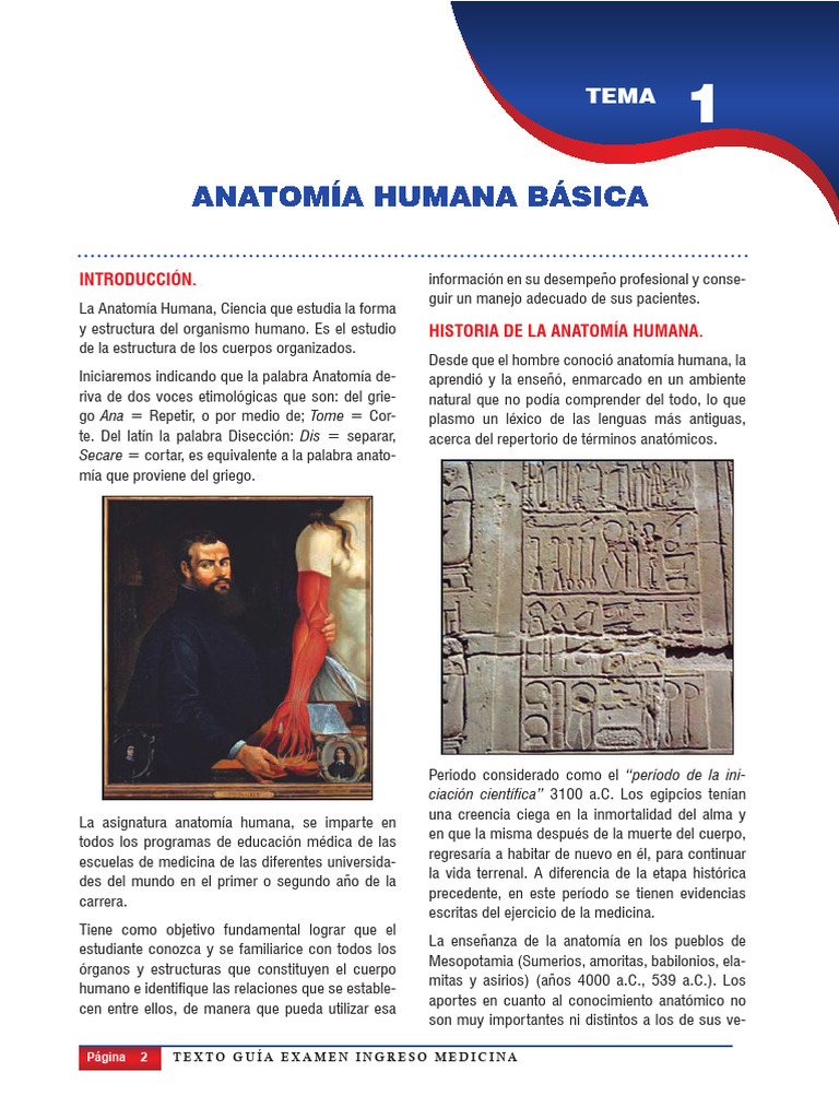 Anatomía Humana Básica | PDF