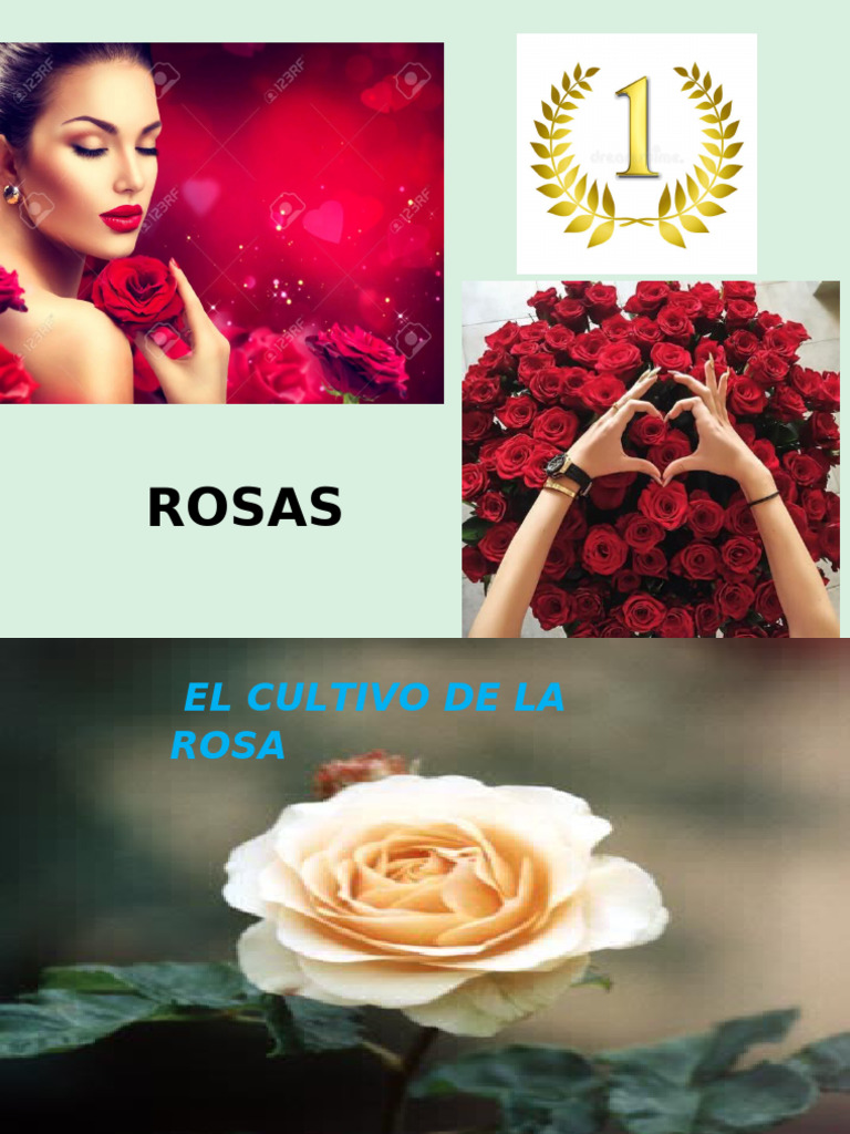 Rosa Origen 26-3-23 | PDF